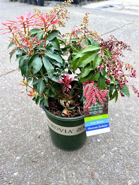 gay goblin|Pieris Enchanted Forest Gay Goblin – Watsons Greenhouse